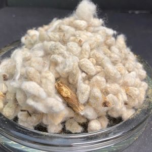 A pile of whole cottonseed sitting on a shallow glass dish.