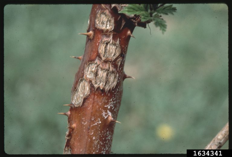 Anthracnose of Blackberry Stem