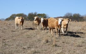 cattle in drought conditions