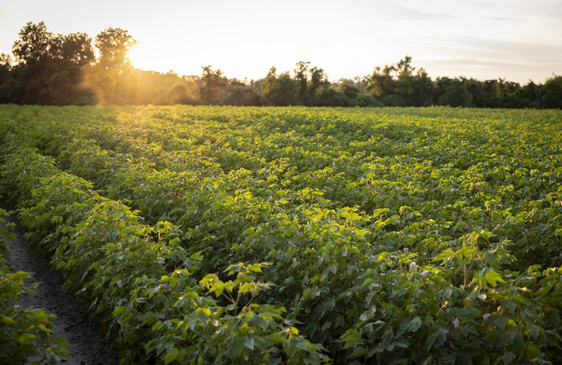 A cotton field at sunset. Alabama producers will benefit from a farm bill extension.