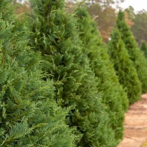 A row of fresh Christmas trees.