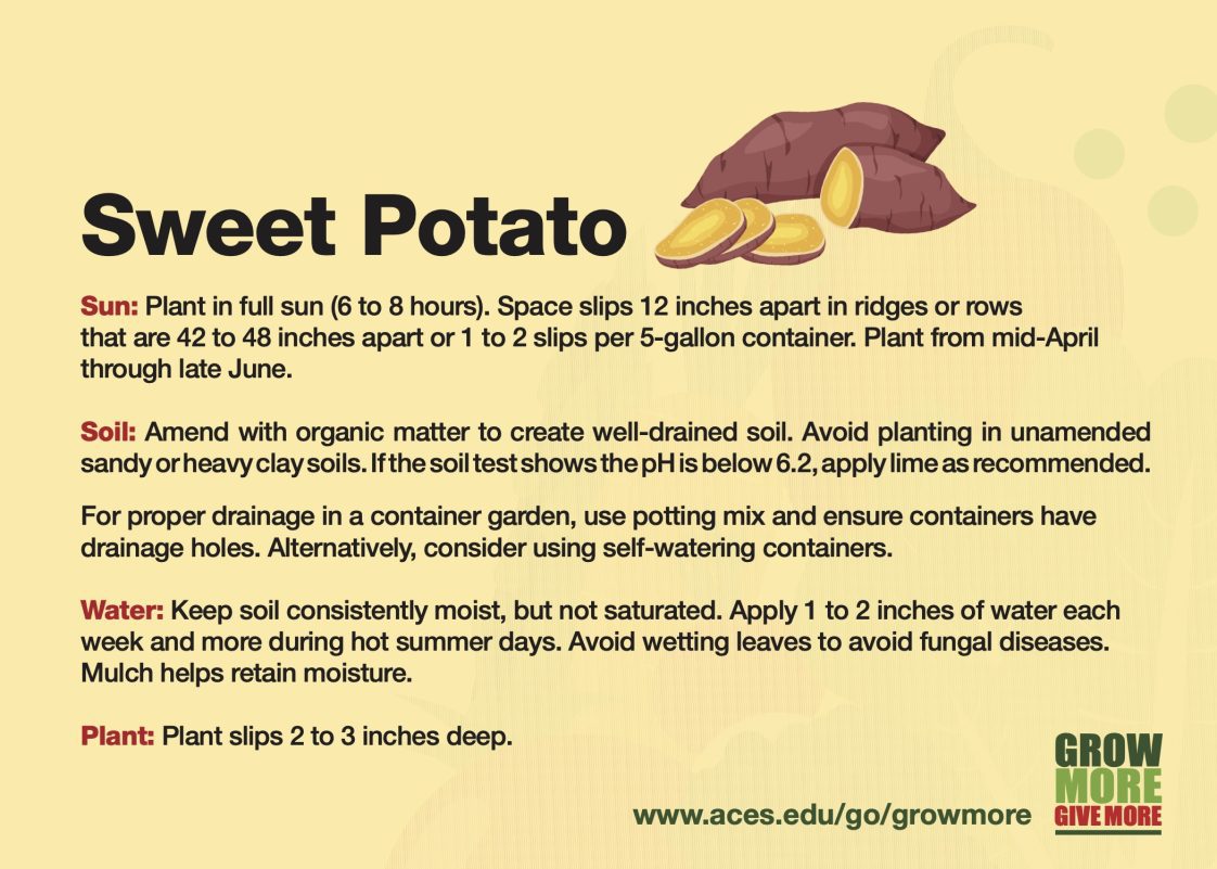 Grow More Sweet Potato growing card.