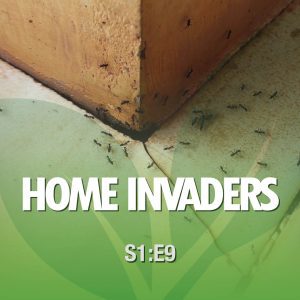 Season 1 Episode 9: Home Invaders