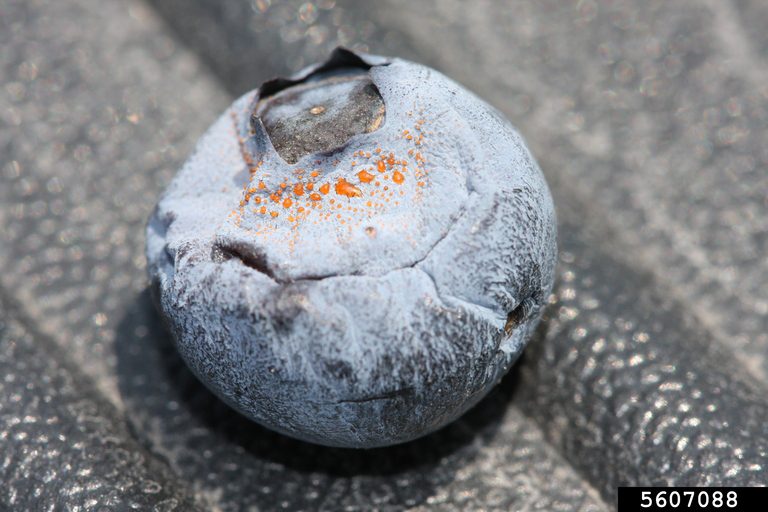 Anthracnose of Blueberry