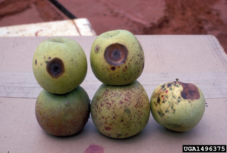 Anthracnose of Apple (Bitter Rot)
