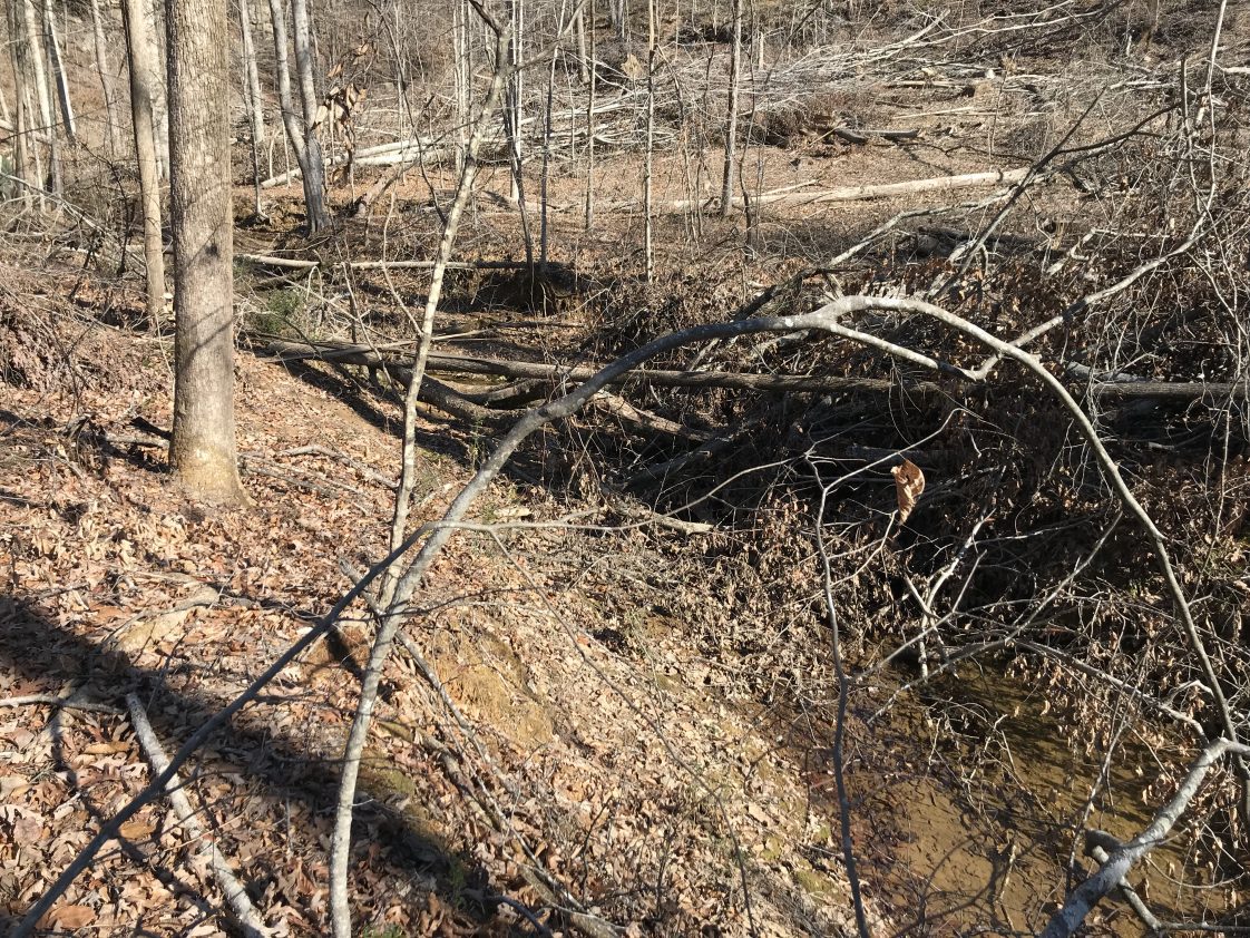 Figure 2. Logging debris (treetop) in the stream. Incorrect: need to remove all logging debris that fall into streams from the timber harvest operation.