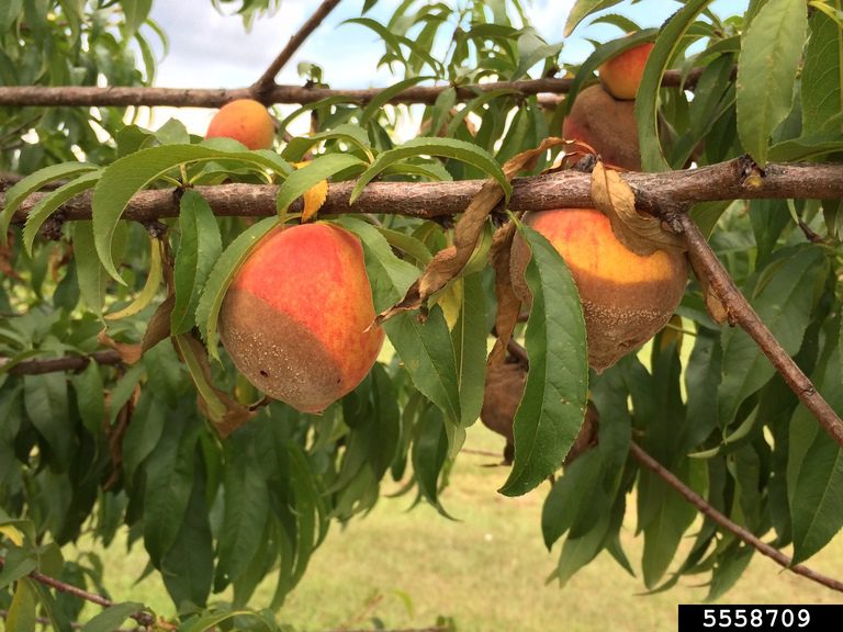 Brown Rot of Peach