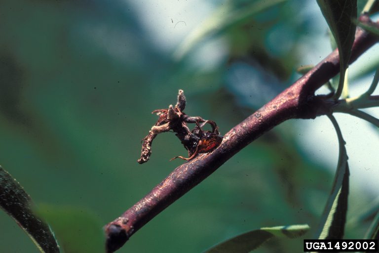 Brown Rot on Peach Blossom
