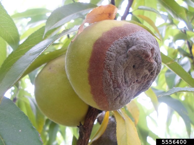 Brown Rot on Green Peach Fruit