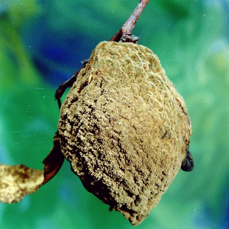 Brown Rot on Mummy Fruit