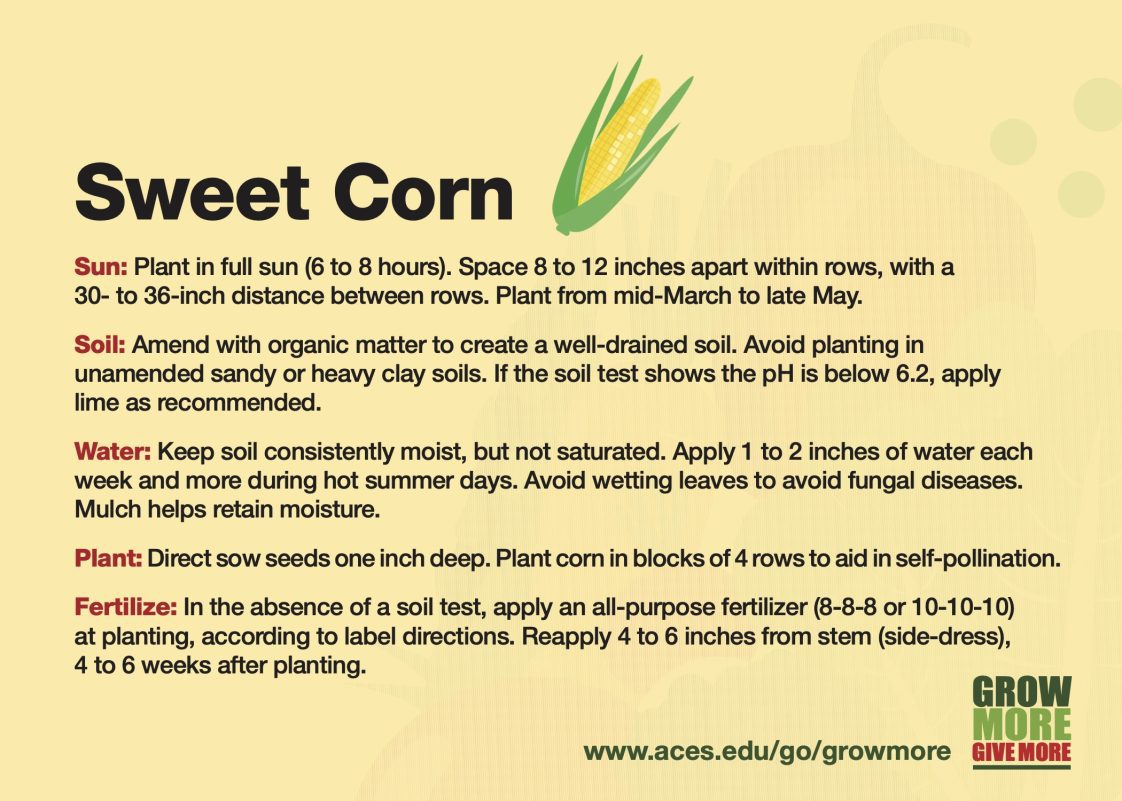 Grow More Sweet Corn growing card.