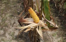 A drying ear of corn on the stalk.