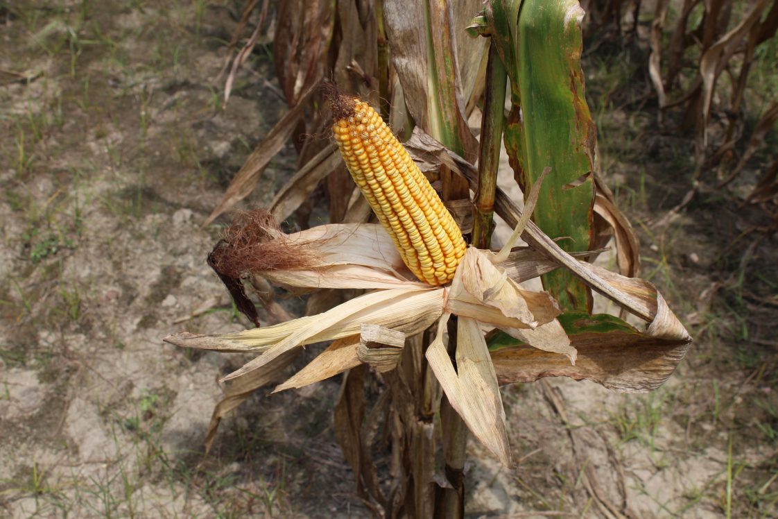 A drying ear of corn on the stalk.