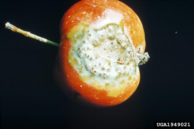 Cedar-Apple Rust on Apple