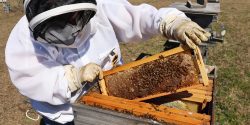 A beekeeper inspecting the hive.