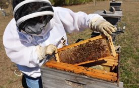 A beekeeper inspecting the hive.
