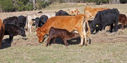 A black calf nursing a cow while the cow eats hay in a pasture.