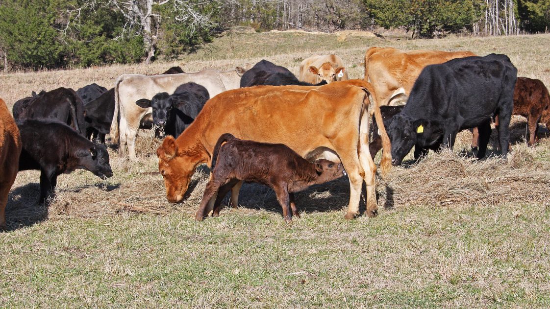 A black calf nursing a cow while the cow eats hay in a pasture.
