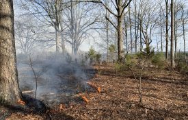A prescribed fire burning in a wooded area.