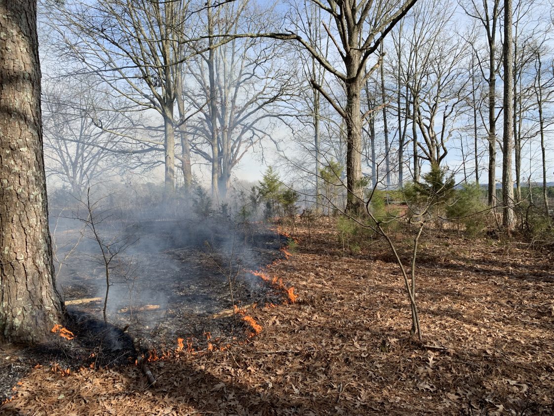 A prescribed fire burning in a wooded area.