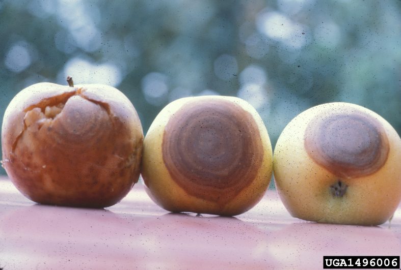 White Rot on Apple