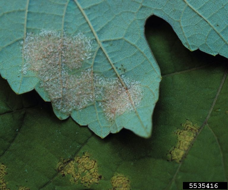 Downey Mildew on Grape