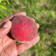 Anthracnose of Peach