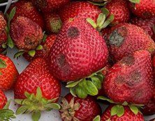 Strawberry Anthracnose