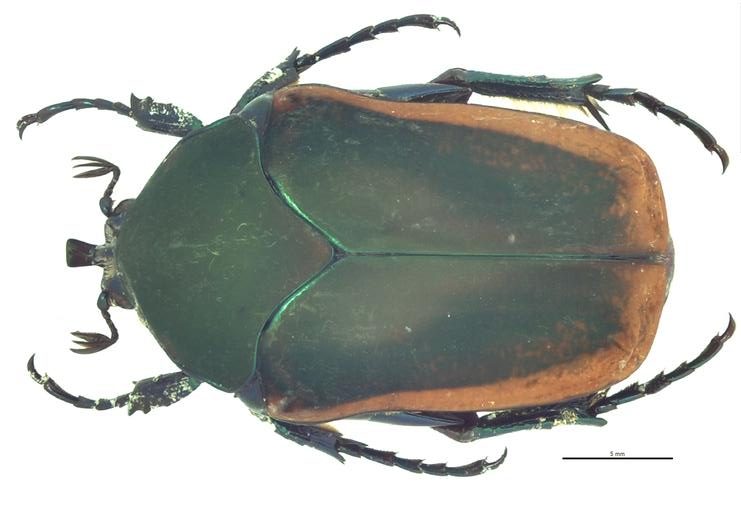 Green June Beetle