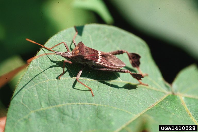 Leaf-Footed Bug