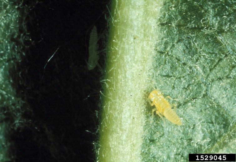 White Apple Leafhopper