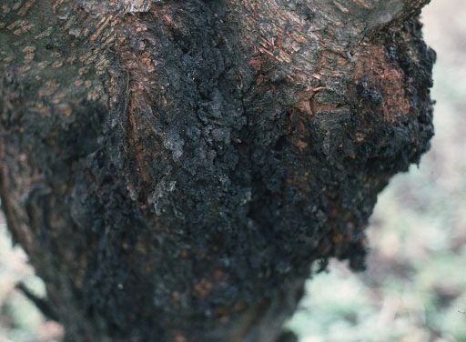 Lesser Peach Tree Borer Damage on Trunk