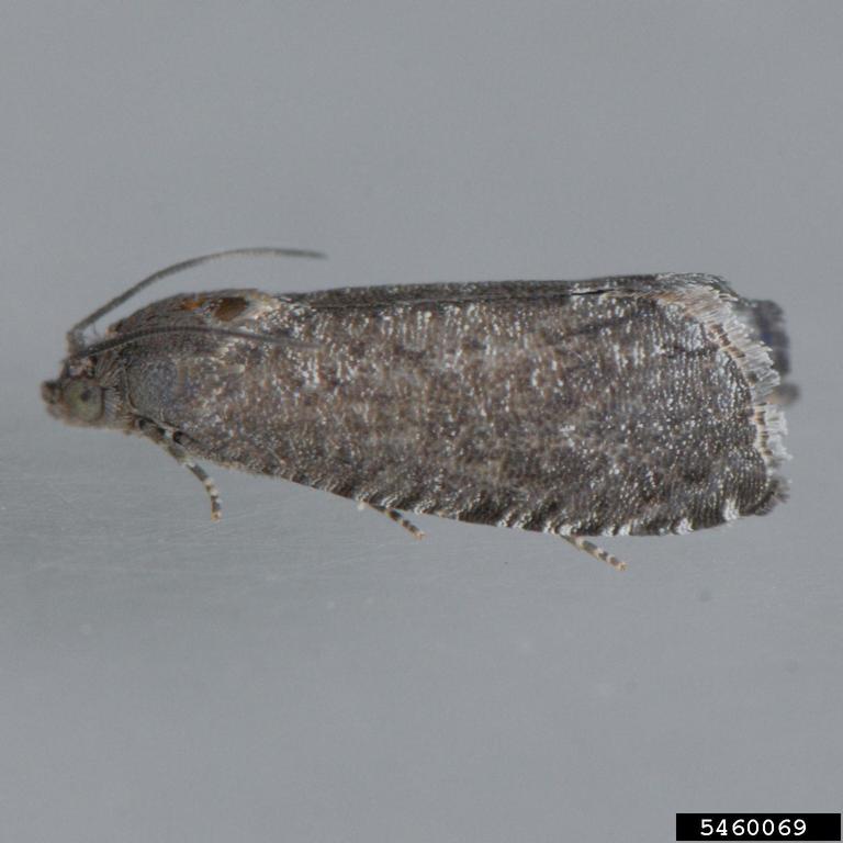 Oriental Fruit Moth Adult