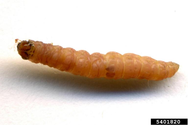 Oriental Fruit Moth Larva
