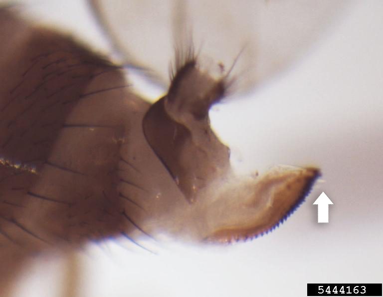 Spotted Wing Drosophila female