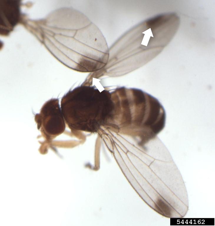 Spotted Wind Drosophila male