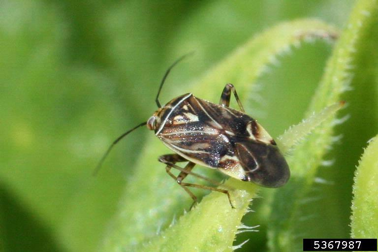 Tarnished Plant Bug