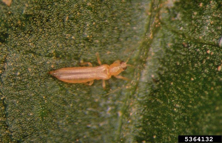 Thrips