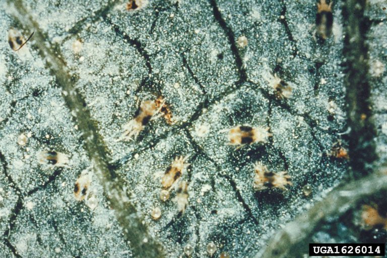 Two-Spotted Spider Mite