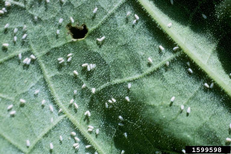 Whitefly