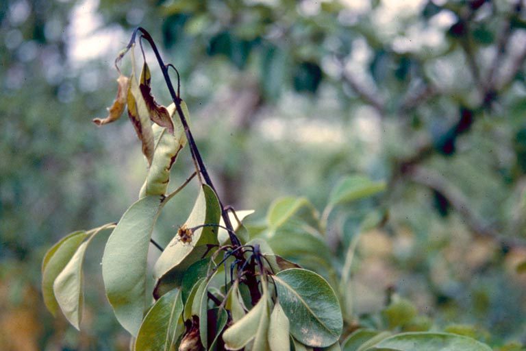 Fire Blight on Apple