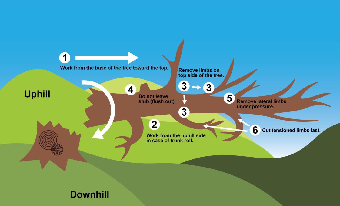 Figure 27. Limbing and bucking workflow. Always start from the butt of the tree. Work from the uphill side in case of roll. Remove limbs on top of the trunk first to prevent trunk roll. Release limbs under pressure before bucking the trunk.