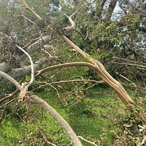 Figure 6. The trees in the foreground are bent over by the fallen tree. These trees are under tremendous tension and could be dangerous to cut.