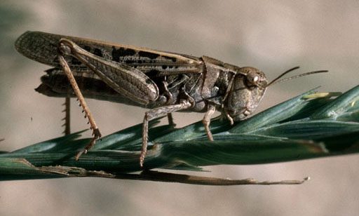 Grasshopper