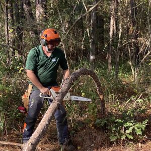 Figure 17. Approach spring poles with extreme caution. If improperly cut, they can result in serious injury.