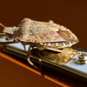 A brown stink bug on a tool.