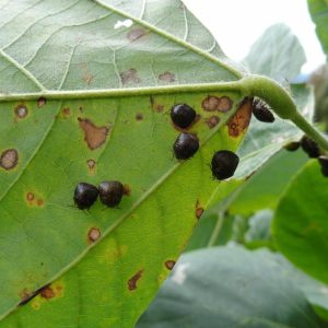 A group of kudzu bugs on a plant.