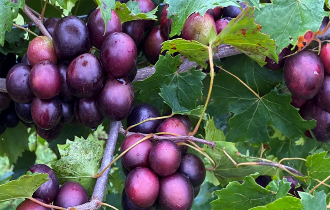 'Paulk' cultivar of muscadine grapes.