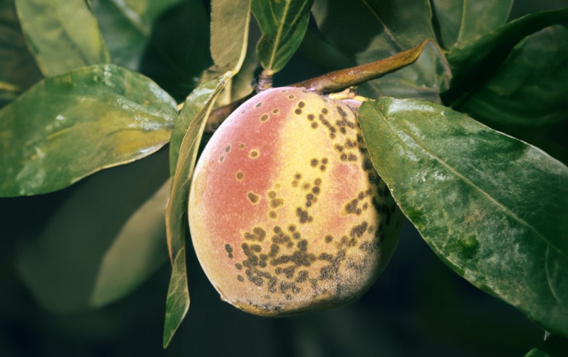 Scab on Peach