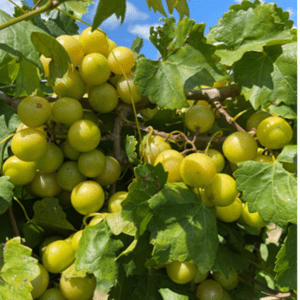 'Hall' cultivar of muscadine grapes